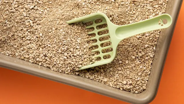 Rendam minyak dalam kotoran kucing