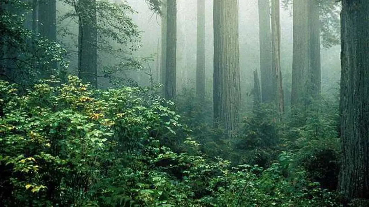 Hutan pohon redwood