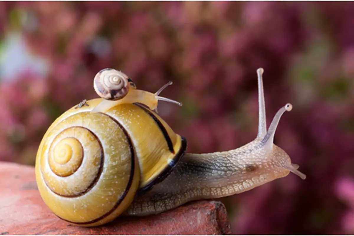 Courtesy ShutterStock.com
