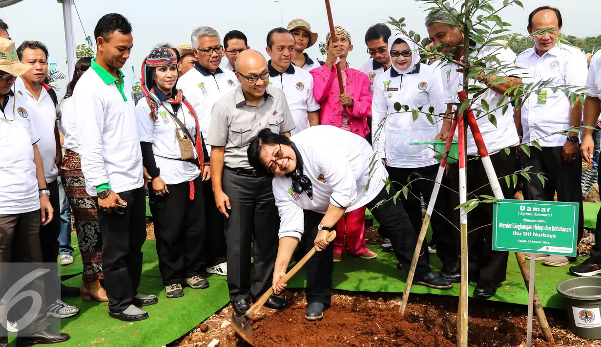 Menteri LHK, Siti Nurbaya bersama jajarannya menanam Pohon Damar pada kegiatan penanaman 300 pohon di Intercharge Subang KM. 109 Tol Cipali, Sabtu (19/3). 12.979 batang pohon trembesi telah ditanam di sepanjang 116,75 km. (Liputan6.com/Fery Pradolo)