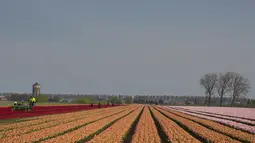 Suasana ladang tulip di Meerdonk, Belgia (3/5/2021). Sebagian besar tulip di wilayah ini ditanam khusus untuk umbi dan bukan bunganya, namun bunganya tetap di ladang sampai mekar sempurna sebelum ditebang. (AP Photo/Virginia Mayo)