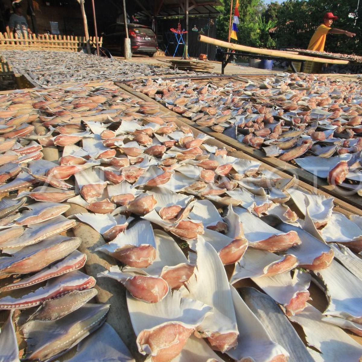 Olahan daging ikan hiu