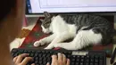 Seekor kucing terlihat di meja kerja salah satu karyawan sebuah kantor IT di Tokyo, Jepang, 16 Mei 2017. Untuk mencegah stres, perusahaan tersebut memperbolehkan pekerja membawa peliharaan, terutama kucing ke tempat kerja. (YOKO AKIYOSHI/AFPBB NEWS/AFP)