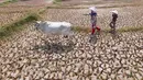 Warga menggembala hewan ternaknya pada sawah yang retak akibat kekeringan di kawasan Weninggalih, Jonggol, Jawa Barat, Selasa, 25 Agustus 2026. (KLY/ Arie Basuki)
