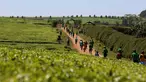 Sejumlah atlet berlatih lari melintasi perkebunan teh pada pagi hari di dekat Iten Home Champions di kota Eldoret, Kenya barat, (20/3). Iten Home dikenal sebagai tempat yang melahirkan atlet lari dunia. (REUTERS/ Siegfried Modola)