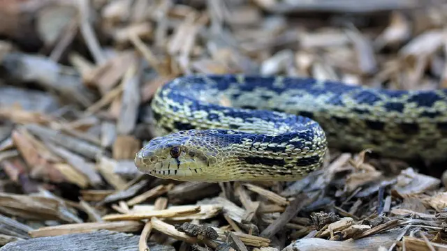 Gopher Snake (Wikimedia Commons)