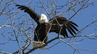 Elang Botak Resmi Jadi Burung Nasional Amerika Serikat