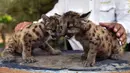 Dua anak puma Amerika (juga dikenal singa gunung atau cougar) yang dilahirkan selama pandemi covid-19 terlihat di pusat penyelamatan dan rehabilitasi "Africa Bio-Zoo" di Cordoba, Meksiko pada 23 Mei 2020. Dua puma tersebut diberi nama Pandemi (betina) dan Karantina (jantan). (Victoria RAZO/AFP)