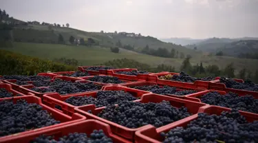 Keranjang berisi anggur Nebbiolo terlihat selama panen di Laghe Country side dekat Turin, Italia (14/9/2019). Anggur Nebbiolo tersebut digunakan untuk membuat wine Barolo. (AFP Photo/Marco Bertorello)