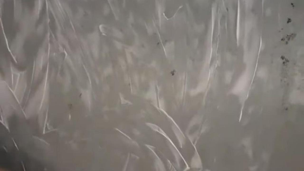 Oles Pasta Gigi secara Merata