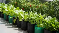 7 Kebun Produktif di Lahan Cor-coran Rumah, Sulap Halaman 'Tandus' Jadi Asri dan Menghasilkan