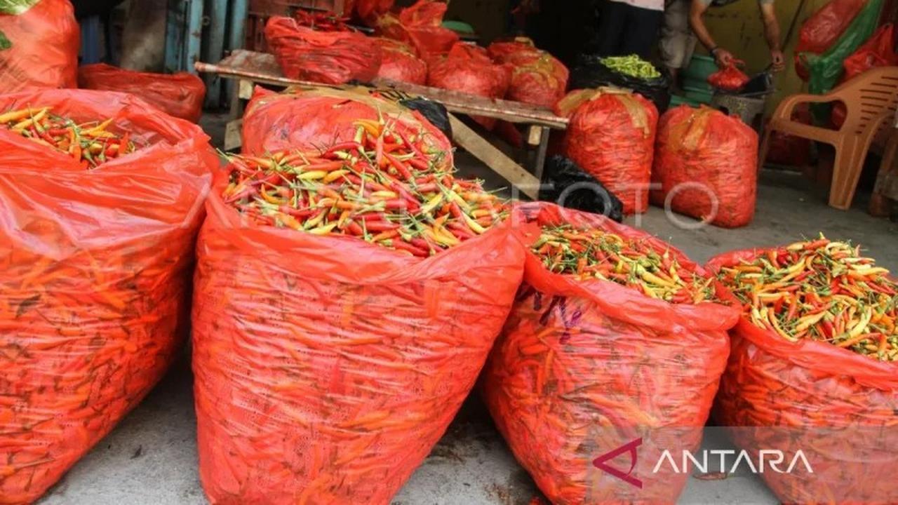 Harga Cabai Makassar Melonjak Drastis Jelang Ramadhan, Tembus Rp55 Ribu per Kilogram
