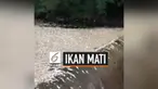 Jumlah ikan yang mati mengambang di sebuah waduk di Oklahoma, AS, terus bertambah. Hingga kini ikan mati mencapai ribuan. Namun, belum diketahui penyebab kematian ikan-ikan tersebut.