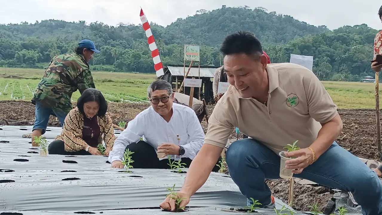 Pengembangan tanaman Stevia di Desa Tondegesan, Kecamatan Tompaso, Kabupaten Minahasa, Sulut.