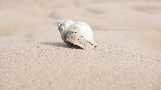 6 Makanan Keong Laut Dan Tips Untuk Memeliharanya Hot Liputan6 Com