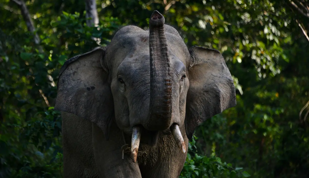 Gambar pada 27 Juli 2019 menunjukkan seekor gajah Sumatra jantan terlihat di dekat Unit Respons Konservasi Alue Kuyun di Meulaboh, Aceh. Gajah Sumatra termasuk salah satu spesies yang terancam punah dan diperkirakan hanya tersisa sekitar 500 ekor di Aceh. (CHAIDEER MAHYUDDIN/AFP)