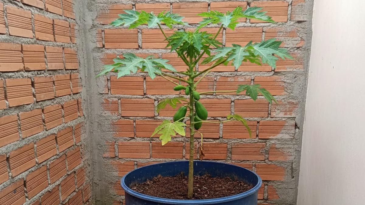 8 Model Pot untuk Menanam Pepaya di Lahan Sempit, Panen Tetap Maksimal