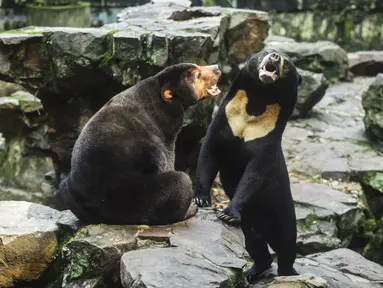 Dua beruang madu berinteraksi di kandang mereka di Kebun Binatang Hangzhou di Hangzhou, di provinsi Zhejiang timur China pada 1 Agustus 2023. (STR / AFP)