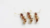 Tips Mengusir Semut Dengan Bahan Alami