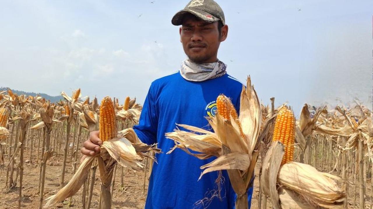 Luas Panen Jagung Lampung 2025 Melonjak Signifikan, BPS Catat Kenaikan 14,39 Persen