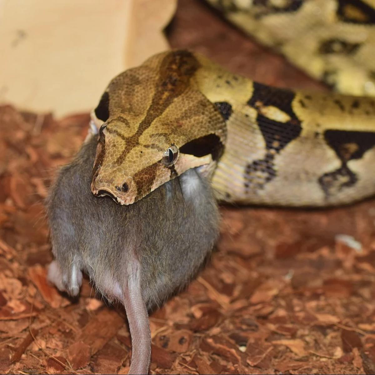 Ular Memangsa Tikus