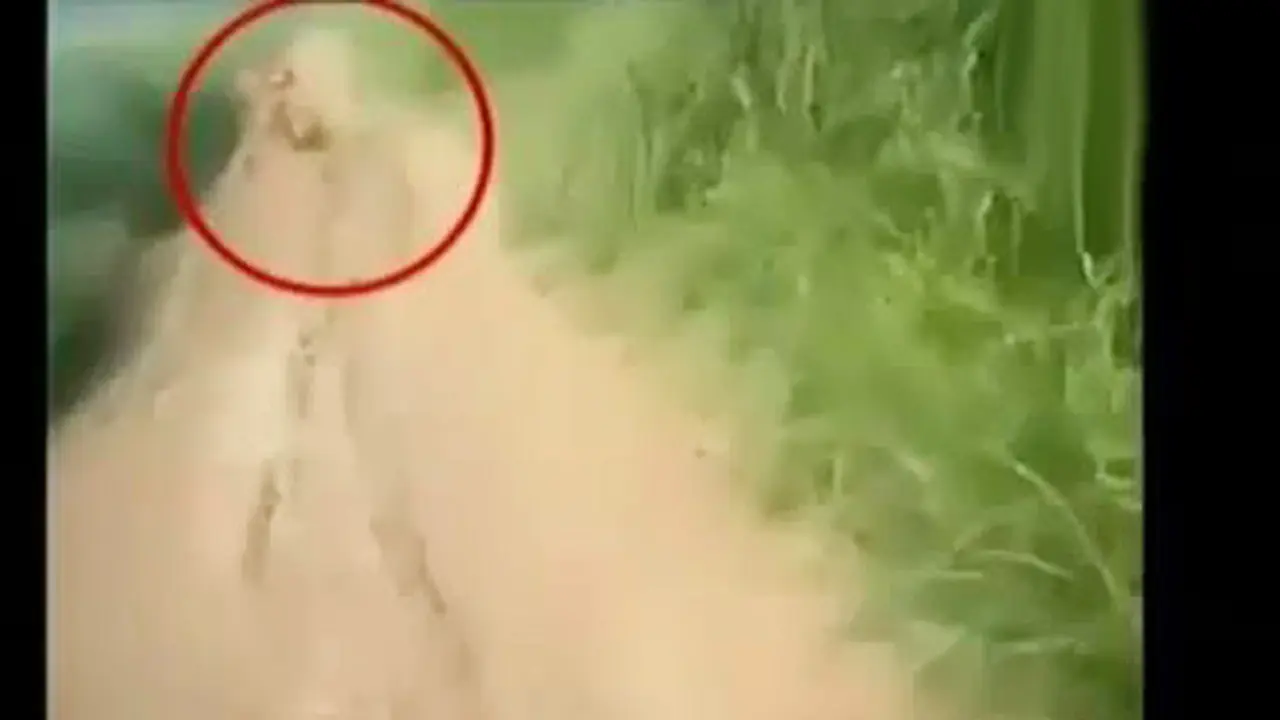 Menguak Misteri Suku Mante Aceh Viral di Medsos