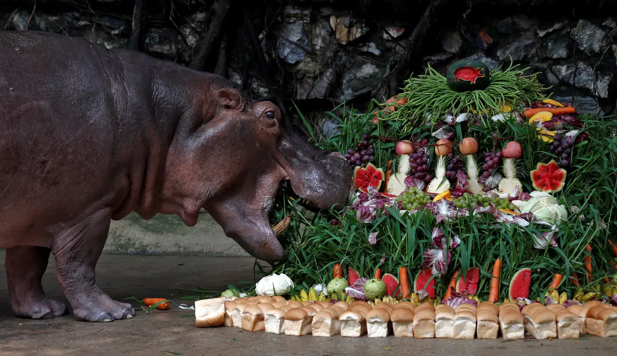 Roti, buah dan sayur dihadiahkan untuk Mali saat ulang tahun ke-50 di Kebun Binatang Dusit, Bangkok, Thailand, Jumat (23/9). (REUTERS / Chaiwat Subprasom)
