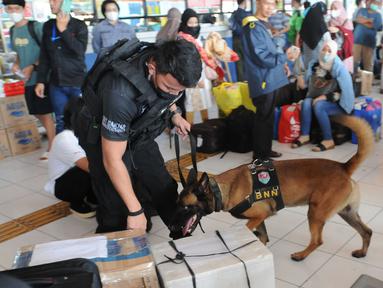 Seorang petugas menuntun anjing pelacak K9 BNN untuk memeriksa barang bawaan pemudik di Terminal Kampung Rambutan, Jakarta, Rabu (27/04/20222). Pemeriksaan dengan anjing pelacak tersebut dilakukan guna mengantisipasi peredaran narkoba di tengah arus mudik menyambut Lebaran atau Hari Raya Idul Fitri 1443 H. (merdeka.com/Arie Basuki)