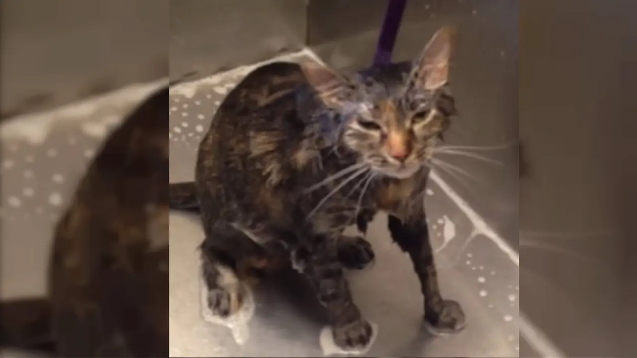 Selesai Dimandikan, Kucing Ini Berkata 'No More'