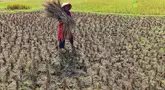 Petani memanen padi di lahan yang mengalami gagal panen di Desa Weninggalih, Kecamatan Jonggol, Kabupaten Bogor, Minggu (5/7/2026). (Merdeka.com/ Arie Basuki)