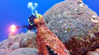 Seekor gurita direkam sedang penasaran melihat seorang penyelam dan mencoba mengamati penyelam itu dengan hati-hati.