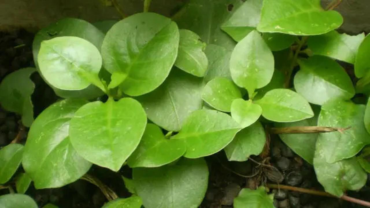 Tips Merebus Daun Binahong untuk Asam Urat, Simak Cara Ini agar Dapat Khasiatnya Secara Maksimal