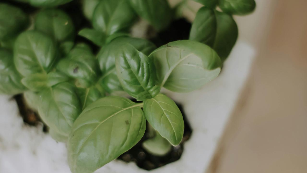 Basil