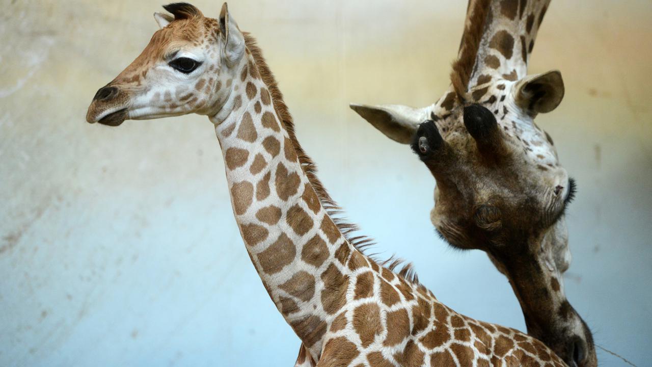 Bayi Jerapah di Kebun Binatang Praha