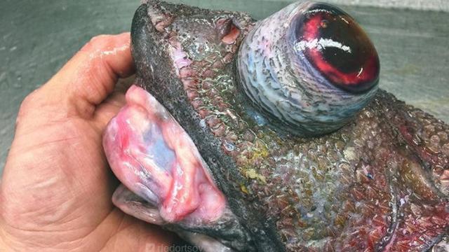 Bikin Merinding, Nelayan Rusia Tangkap Ikan Monster Mengerikan