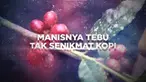 Seorang petani tebu di Malang Jawa Timur beralih usaha menanam kopi. Pilihan masuk ke dunia kopi tidak mudah karena investasinya relatif mahal. Kerja keras dan ketekunan mambuat pilihannya berujung manis.