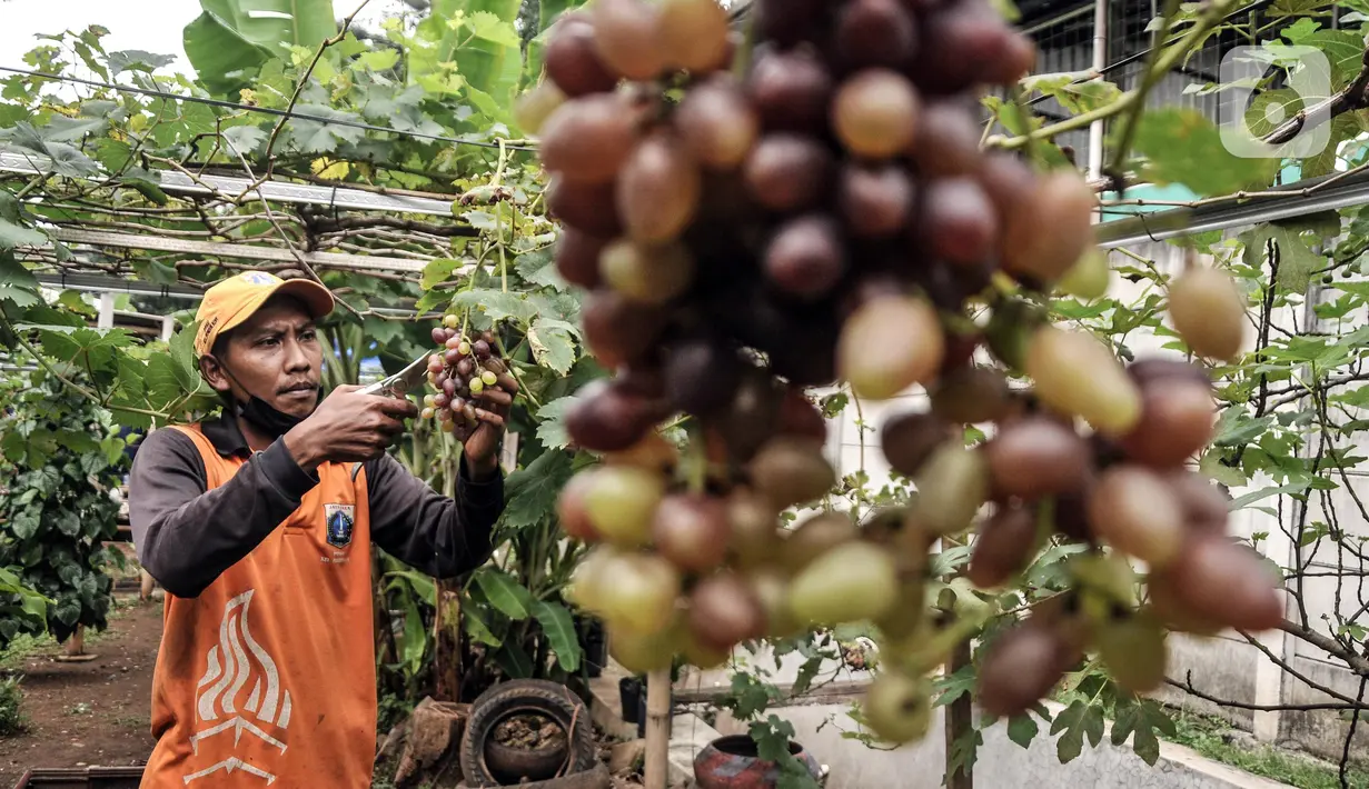 Wagiman (40), petugas Penanganan Prasarana dan Sarana Umum (PPSU) Kelurahan Pondok Kopi memanen anggur dari kebun di kawasan Rawa Jaya, Kecamatan Duren Sawit, Jakarta Timur, Senin (6/6/2022). Wagiman bersama rekan PPSU Kelurahan Pondok Kopi menyulap lahan seluas 300 meter persegi yang sebelumnya tempat pembuangan sampah liar menjadi kebun anggur. (merdeka.com/Iqbal S. Nugroho)