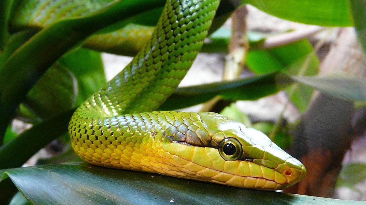Tak Perlu Bahan Kimia, Intip 7 Daun Alami Pengusir Ular yang Bisa Tumbuh di Pot Kecil