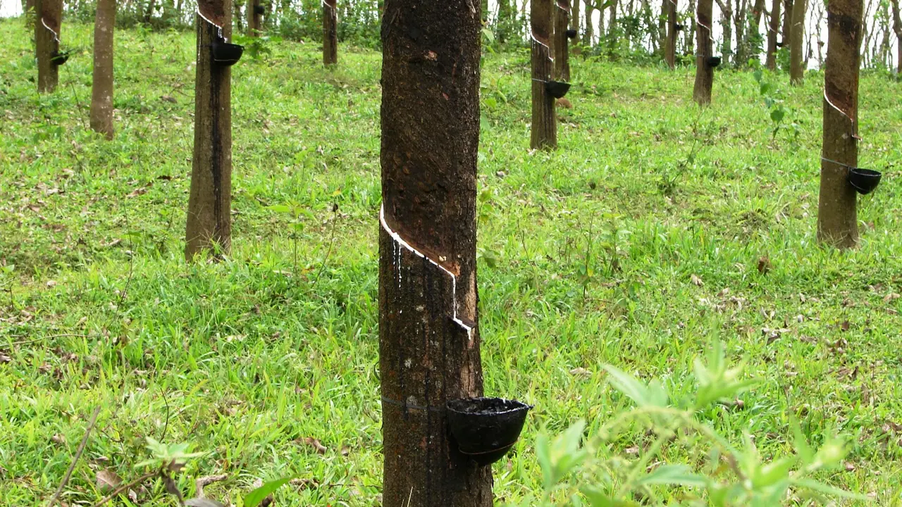 Pohon Karet