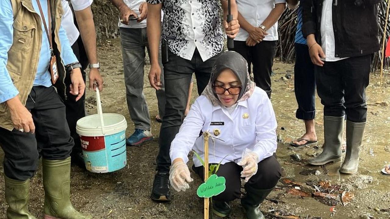 Tahukah Anda? Pemkot Ambon Tanam 75 Bibit Mangrove untuk Lindungi Pesisir, Perkuat Penanaman Mangrove Ambon