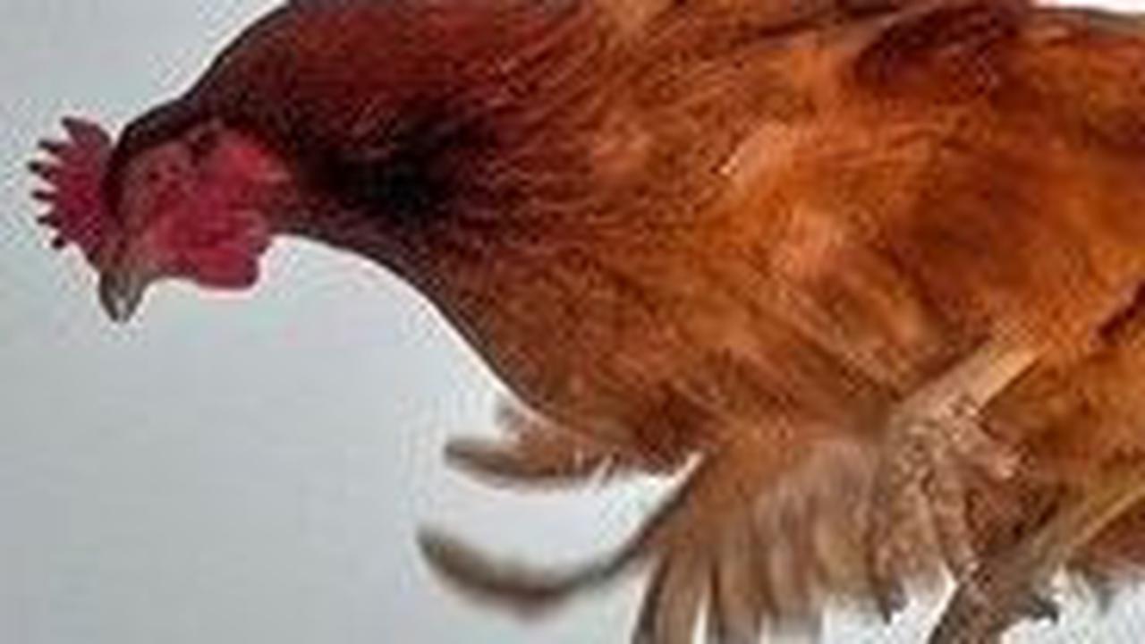 Peserta lomba bukan semarang ayam, tetapi harus ayam kampung betina yang sedang mengerami telur