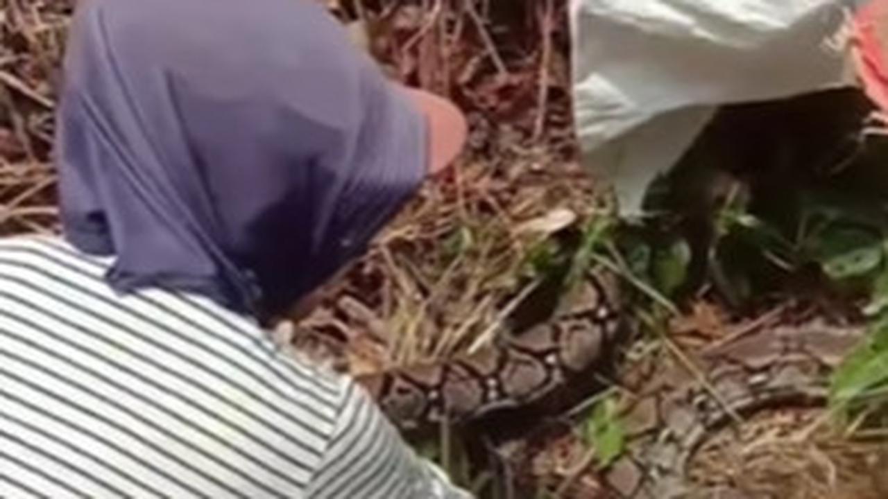 Keren, Kompak dan Berani Emak-emak Menangkap Ular Besar di Kebun 'Makan Besar Guys Malam Ini Kami