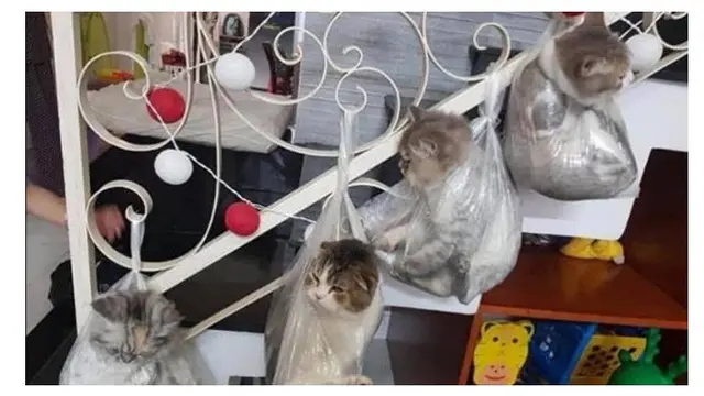 6 Kelakuan Nyeleneh Kucing saat di Dalam Plastik Ini Bikin Ketawa Geli
