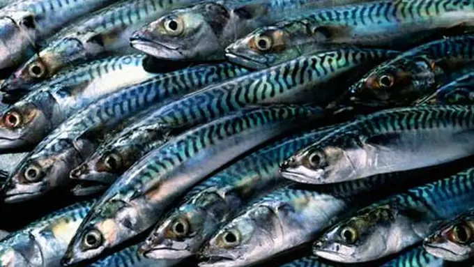 Ikan Makarel Spanyol.