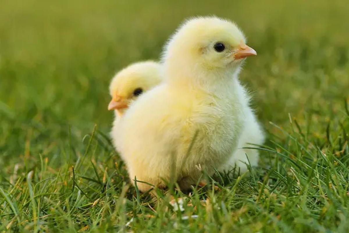 Pria India Tewas Usai Menelan Anak Ayam Hidup-hidup, Awalnya Percaya Bisa Tingkatkan Kesuburan
