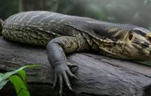 Daging Biawak, Rahasia Tradisional untuk Stamina dan Vitalitas Pria