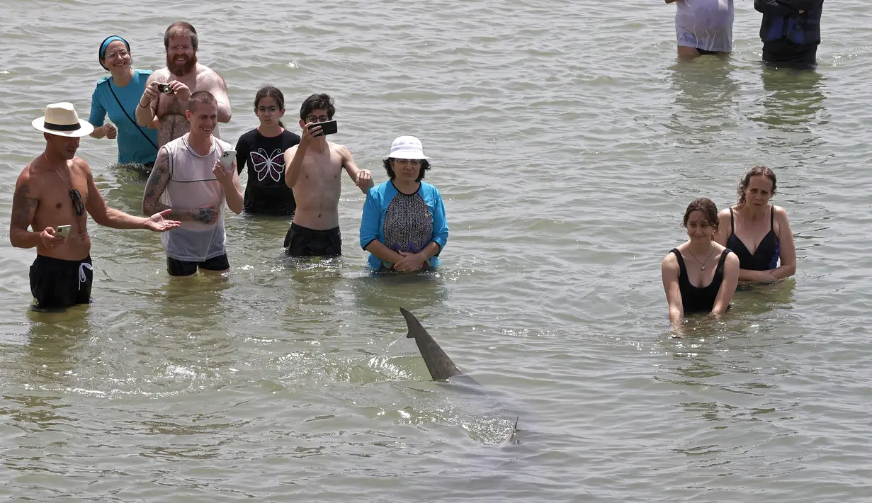 Orang-orang dengan ponsel merekam hiu yang berenang melewati perairan Laut Mediterania yang dangkal di lepas pantai kota Hadera di utara Tel Aviv, Israel, Selasa (20/4/2021). Fenomena yang menjadi perhatian warga ini diduga akibat suhu air laut Mediterania berubah menjadi hangat. (JACK GUEZ/AFP)