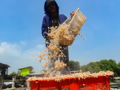 Warga mengolah rebon atau udang kecil untuk diproses menjadi rebon kering di kawasan Kamal, Jakarta Utara, Selasa (8/8/2023). (merdeka.com/Arie Basuki)