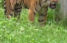 Deretan Fakta Matinya Harimau Benggala di Medan Zoo, KLHK Minta Evaluasi