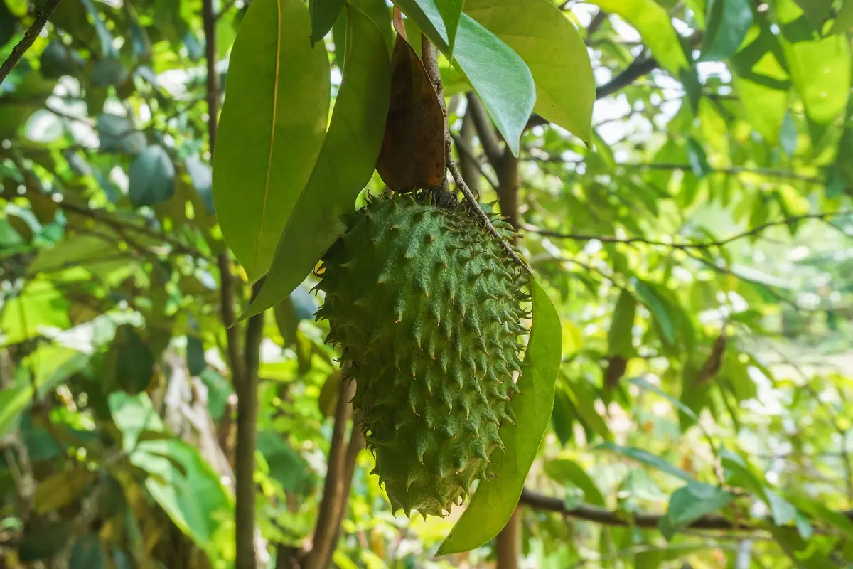 Manfaat Rebusan Daun Sirsak, Tren Pengobatan Herbal untuk Penyakit Kolesterol hingga Asam Urat